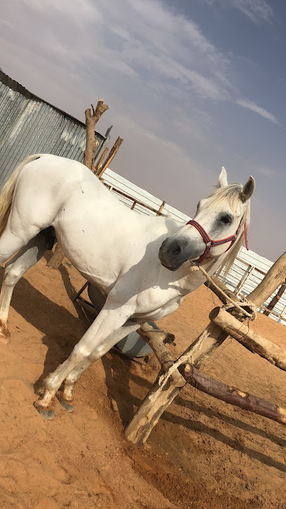 مربط نايف رحيل العواجي - Saudi Arabia|Al-Kharj 16289|69C2+R5V