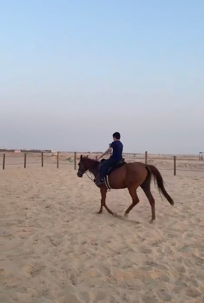 مربط نجمة للخيل العربية - Saudi Arabia|Dammam 31952|Riyadh highway