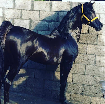 مربط النسيم للخيول - صفوى - +966 50 482 1984