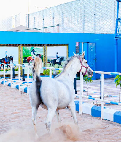 مربط ونادي شواهد نجران النسائي للفروسية - مخطط الغويلة الزراعى - +966 50 097 0371