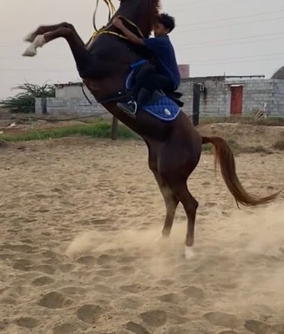 مربط صهيل الصافنات -  -