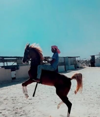 مربط و اسطبلات فيصل البراق - صفوى - +966 55 596 4511