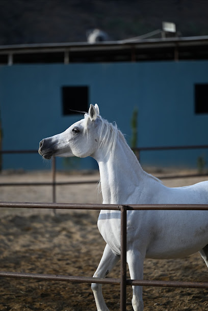 مربط للخيل العربية الأصيلة - Saudi Arabia|Taif 26724|C1|الضحياء