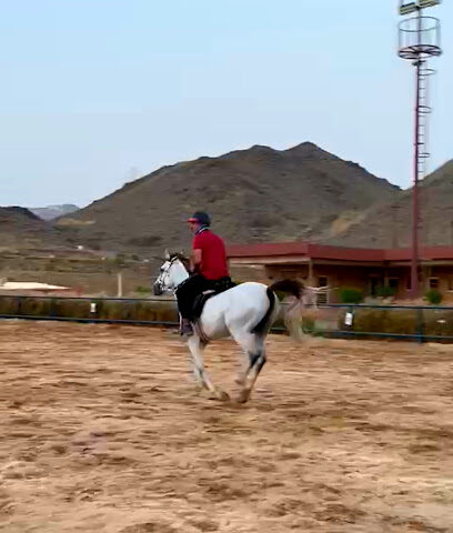 ربط بتيل للفروسية - جدة - +966 55 082 8444