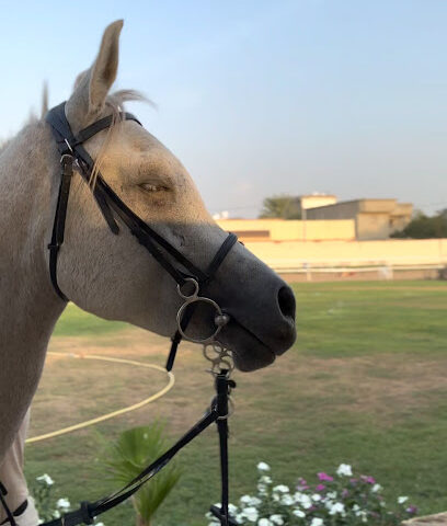 مربط بني شبيل - الجاظع - +966 56 353 6692