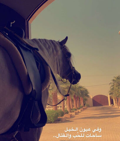 مربط القطيفان للخيل العربية الاصيلة - القوارة - +966 56 088 8048