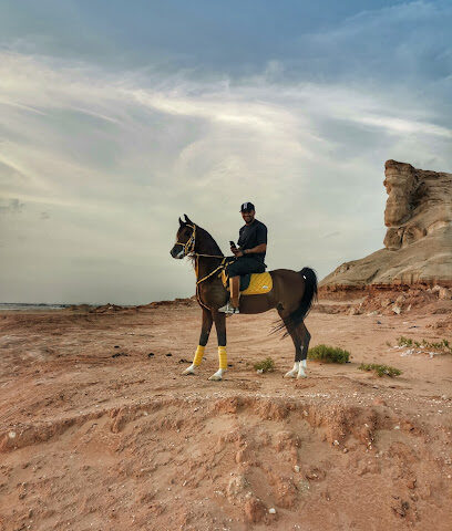 مركز تدريب الخيول العربية - الطرف - +966 59 840 1313