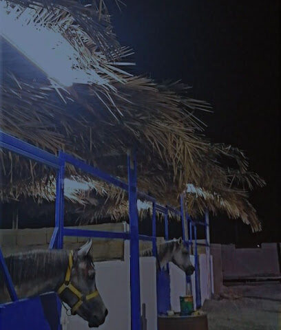 ربط عز المغيرات - جدة - +966 59 590 8440
