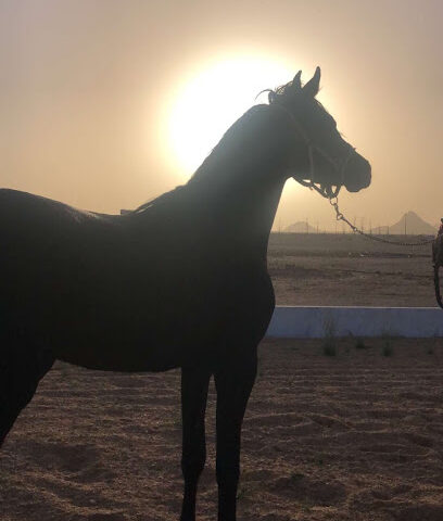 مربط الجناس للخيول العربية - صفوى - +966 53 477 6688