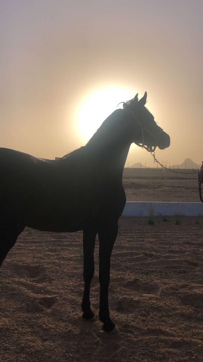 مربط الجناس للخيول العربية - Saudi Arabia|Safwa 32714|Umm As Sahik