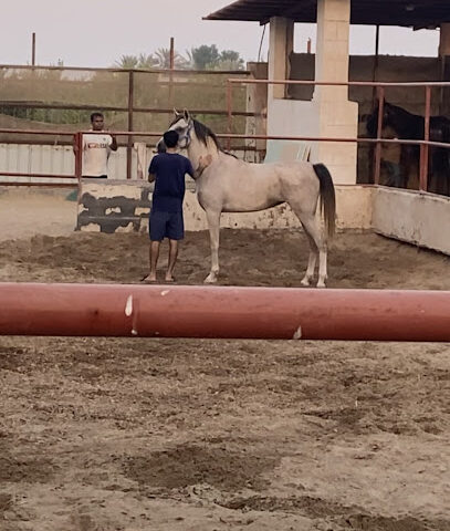 مربط الخاطر للخيل العربية الأصيلة - صفوى - +966 55 852 3897