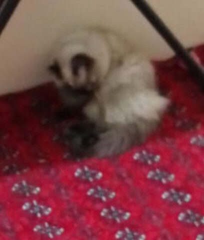 نشمية صغير سمير الشمري، الشمري - يشيد -