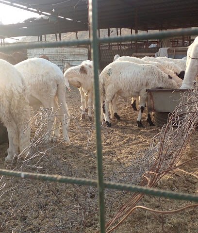 سوق الأغنام - الجموم -