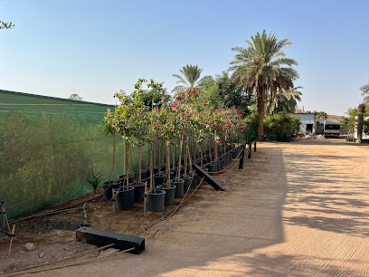 مشتل نبتة صيف نبتة صيف - العيينة - +966 53 335 2161
